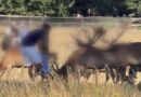 SHOCKING FOOTAGE OF CHILDREN TOUCHING STAGS IN RICHMOND PARK
