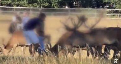 SHOCKING FOOTAGE OF CHILDREN TOUCHING STAGS IN RICHMOND PARK