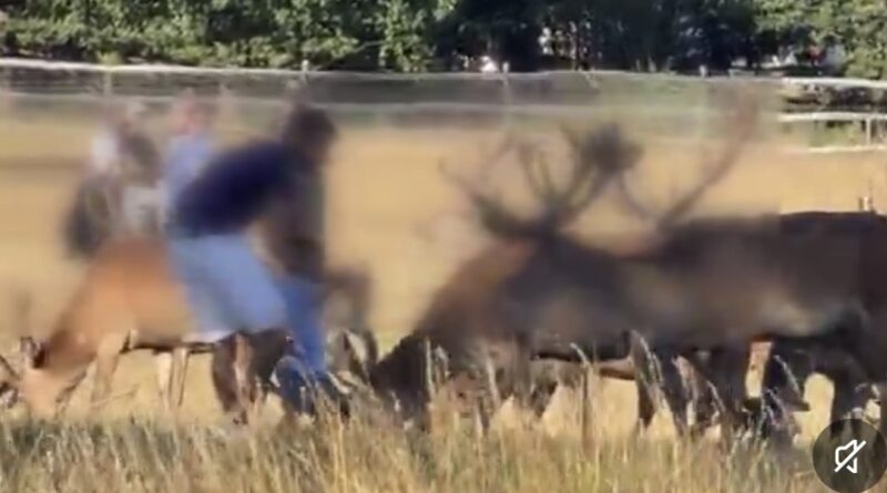 SHOCKING FOOTAGE OF CHILDREN TOUCHING STAGS IN RICHMOND PARK