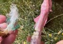 BUSHY PARK FISHERS URGED TO BE ‘CAREFUL’ WITH THEIR LINES