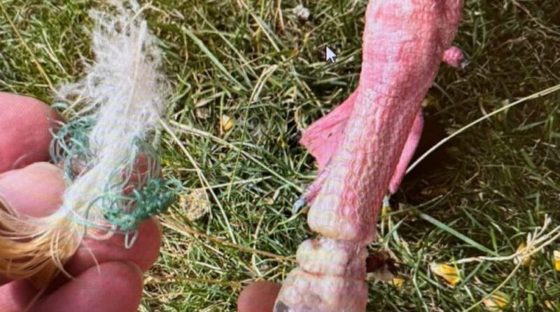 BUSHY PARK FISHERS URGED TO BE ‘CAREFUL’ WITH THEIR LINES
