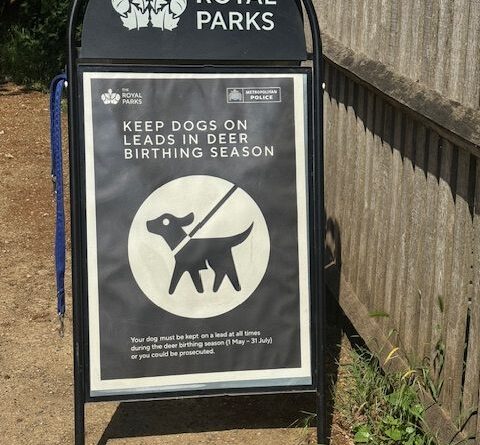 DOGS ON LEADS RULE IN BUSHY PARK ENDS ON FRIDAY