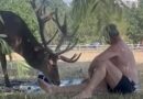 MAN INJURED BY STAG SUFFERED WOUNDS TO HIS CHEST