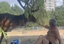 DANGEROUS ENCOUNTERS WITH STAG IN RICHMOND PARK