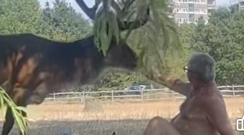 DANGEROUS ENCOUNTERS WITH STAG IN RICHMOND PARK