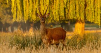 BUSHY PARK THANKS DOG OWNERS