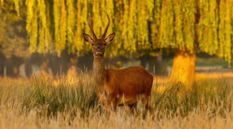 BUSHY PARK THANKS DOG OWNERS