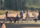 ROYAL PARKS IS ‘SHOCKED’ AT LATEST DEER-FEEDING INCIDENT IN BUSHY PARK