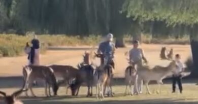 ROYAL PARKS IS ‘SHOCKED’ AT LATEST DEER-FEEDING INCIDENT IN BUSHY PARK