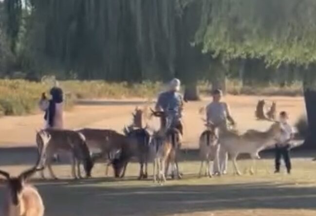ROYAL PARKS IS ‘SHOCKED’ AT LATEST DEER-FEEDING INCIDENT IN BUSHY PARK