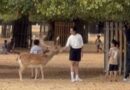 BUSHY PARK VISITORS IGNORE DEER FEEDING WARNINGS