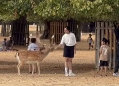 BUSHY PARK VISITORS IGNORE DEER FEEDING WARNINGS