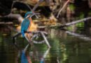 A PAIR OF KINGFISHERS PREPARE TO POUNCE FOR FOOD