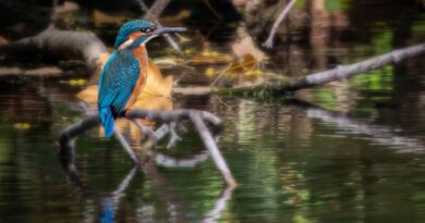 A PAIR OF KINGFISHERS PREPARE TO POUNCE FOR FOOD