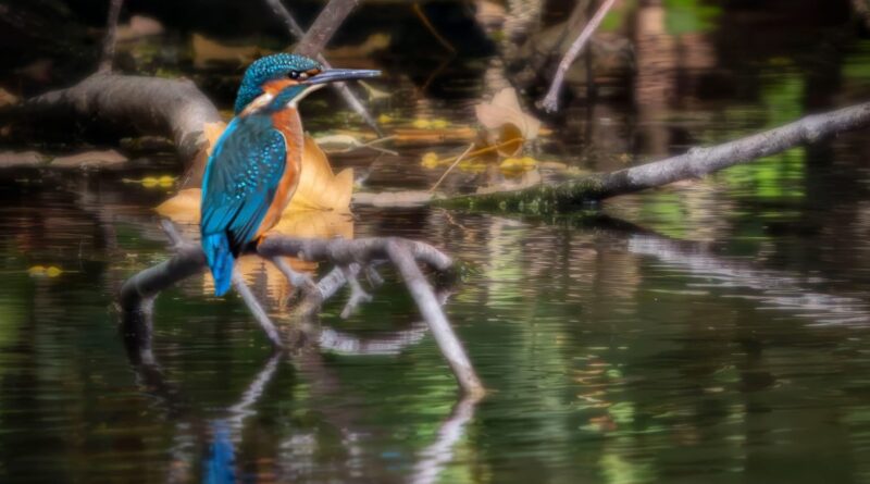 A PAIR OF KINGFISHERS PREPARE TO POUNCE FOR FOOD