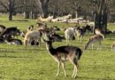 BUSHY PARK’S DEER CULL TO START ON SEPTEMBER 1 BUSHY PARK’S DEER CULL TO START ON SEPTEMBER 1