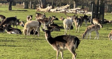 BUSHY PARK’S DEER CULL TO START ON SEPTEMBER 1