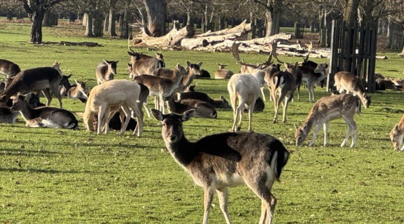 BUSHY PARK’S DEER CULL TO START ON SEPTEMBER 1