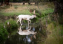 PHOTO OF THE WEEK  White Fallow Deer Crossing