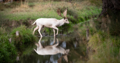 PHOTO OF THE WEEK  White Fallow Deer Crossing