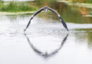 Photo of the week