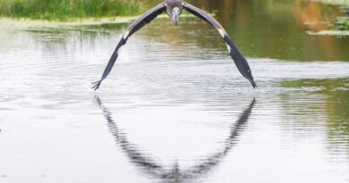 Photo of the week