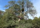 FAMILY IN NARROW ESCAPE AFTER BRANCH FALL IN BUSHY PARK