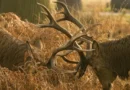 PARK VISITORS WARNED OVER DEER-RUTTING SEASON