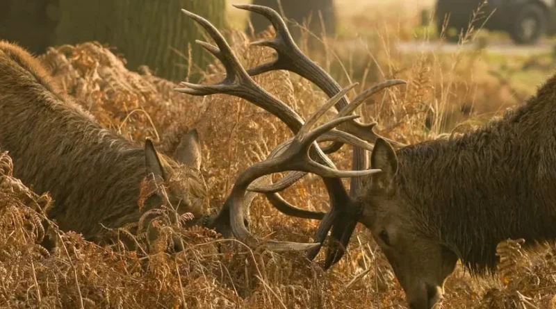 PARK VISITORS WARNED OVER DEER-RUTTING SEASON