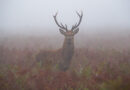 Photo of the week – Foggy