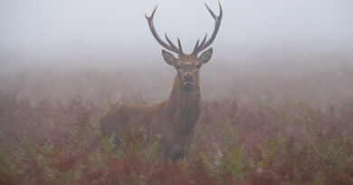Photo of the week – Foggy