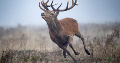 Herding Hinds