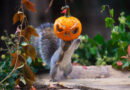 Photo Of The Week: Pumpkin Thief