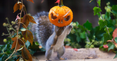 Photo Of The Week: Pumpkin Thief