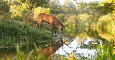 Autumnal mood