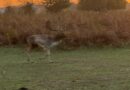 TODAY’S STUNNING SUNRISE IN BUSHY PARK (photo special)