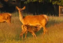 NEW DEER CULL STARTS NEXT WEEK