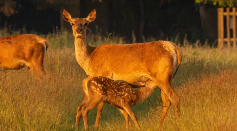 NEW DEER CULL STARTS NEXT WEEK