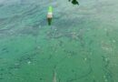 LOCAL BATHING SPOT STILL TOO POLLUTED FOR SWIMMING