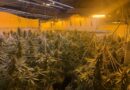 POLICE DISCOVER CANNABIS ‘FACTORY’ IN WEEK OF SUCCESS