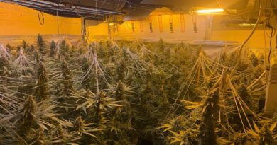POLICE DISCOVER CANNABIS ‘FACTORY’ IN WEEK OF SUCCESS