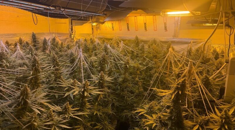 POLICE DISCOVER CANNABIS ‘FACTORY’ IN WEEK OF SUCCESS