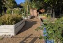 WORK STARTS TODAY TO CLEAR TEDDINGTON ALLOTMENTS FOR CEMETERY EXTENSION