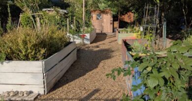 WORK STARTS TODAY TO CLEAR TEDDINGTON ALLOTMENTS FOR CEMETERY EXTENSION