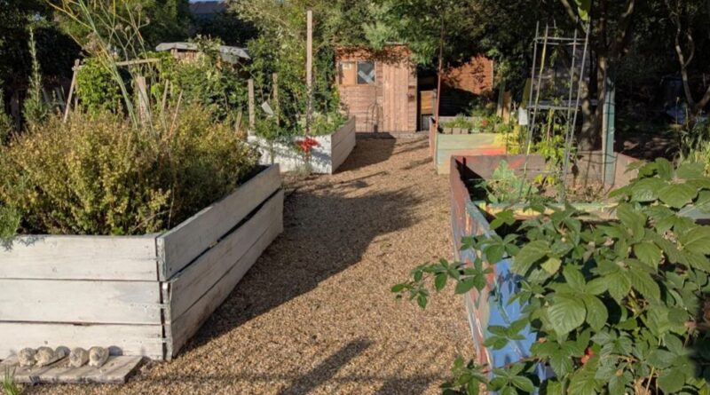 WORK STARTS TODAY TO CLEAR TEDDINGTON ALLOTMENTS FOR CEMETERY EXTENSION
