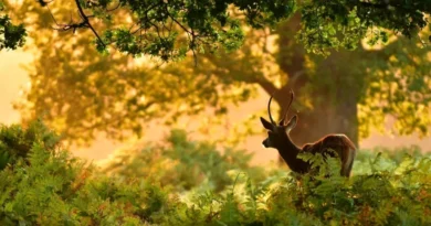RICHMOND NAMED MOST PEACEFUL BOROUGH IN LONDON